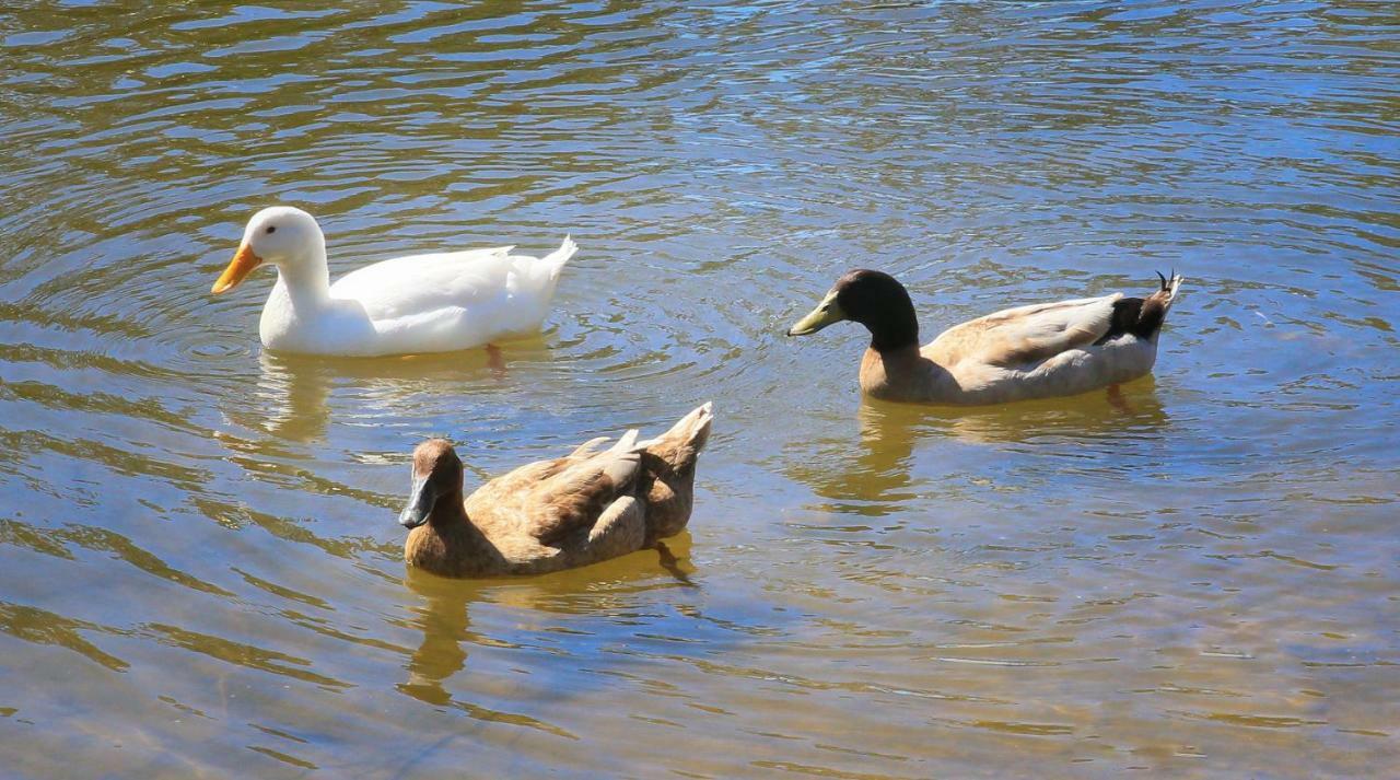 Sanctuary Lakes Fauna Retreat Urangan Exterior photo
